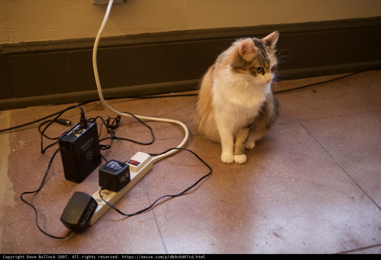 Feline and Electronics Coexist