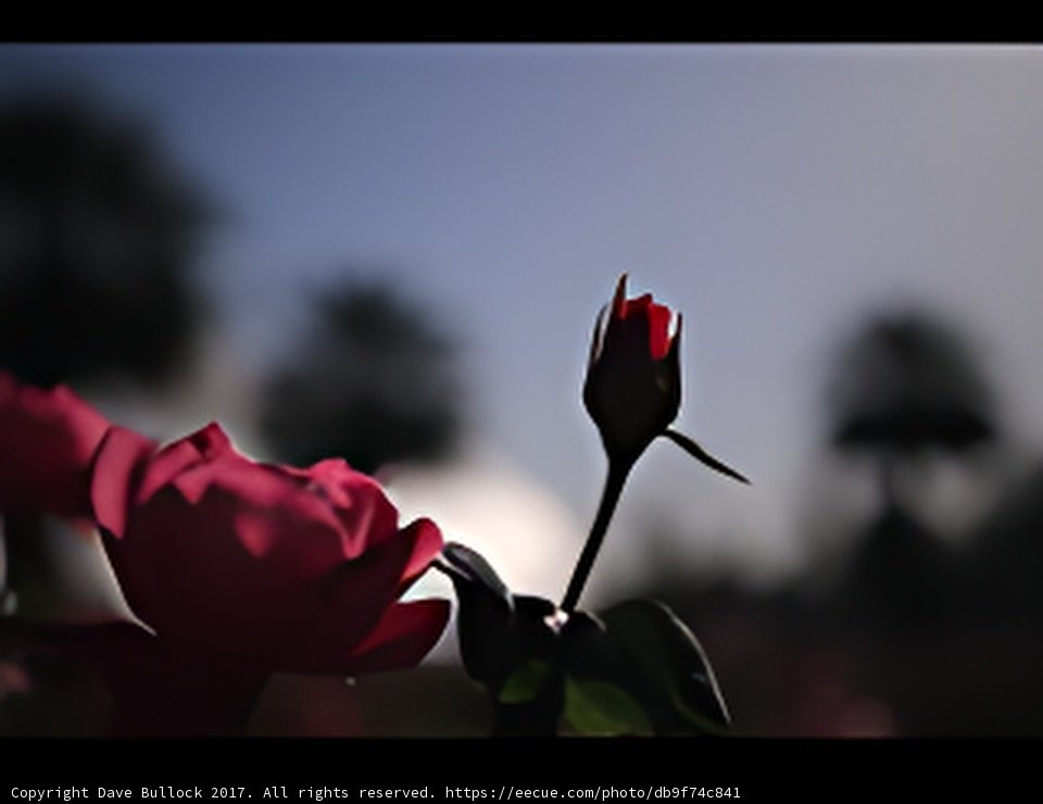 The Beauty of Nature's Contrast