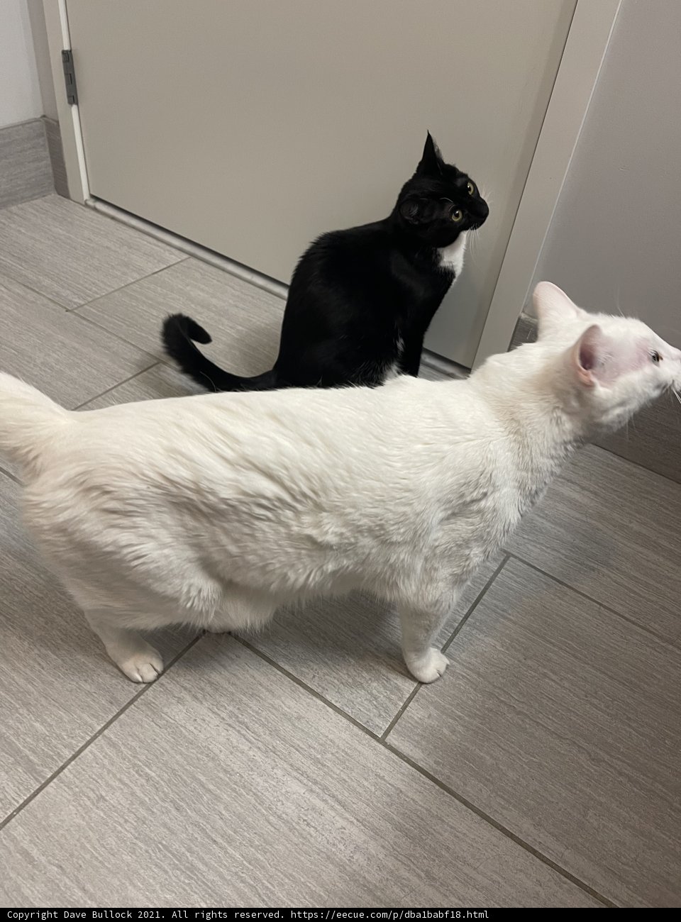 Double Trouble: Two Feline Friends
