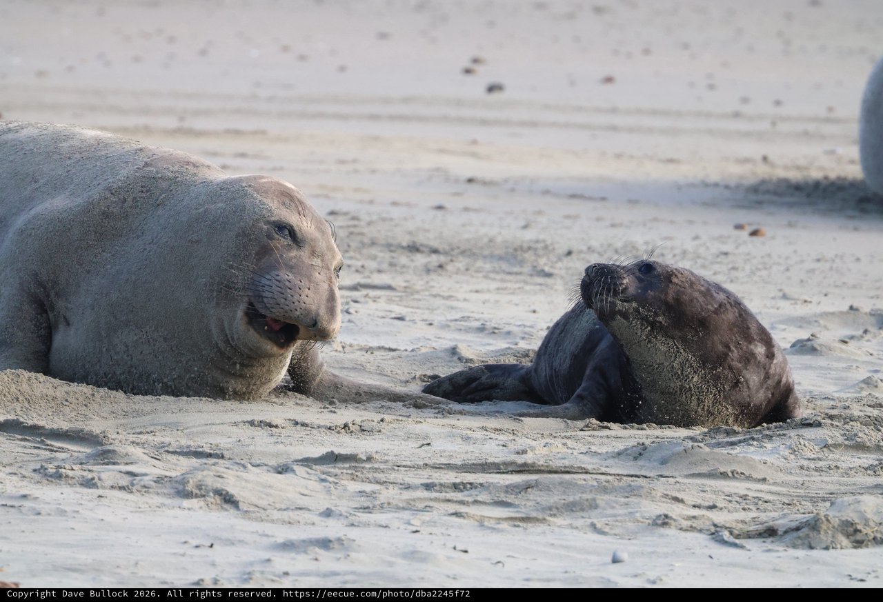 Elephant Seal Mother and Pup at Drakes Beach