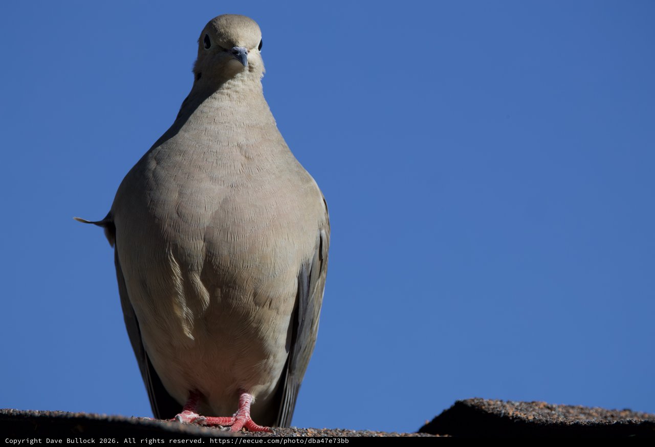 Eurasian Collared-Dove Portrait Against Clear Blue Sky