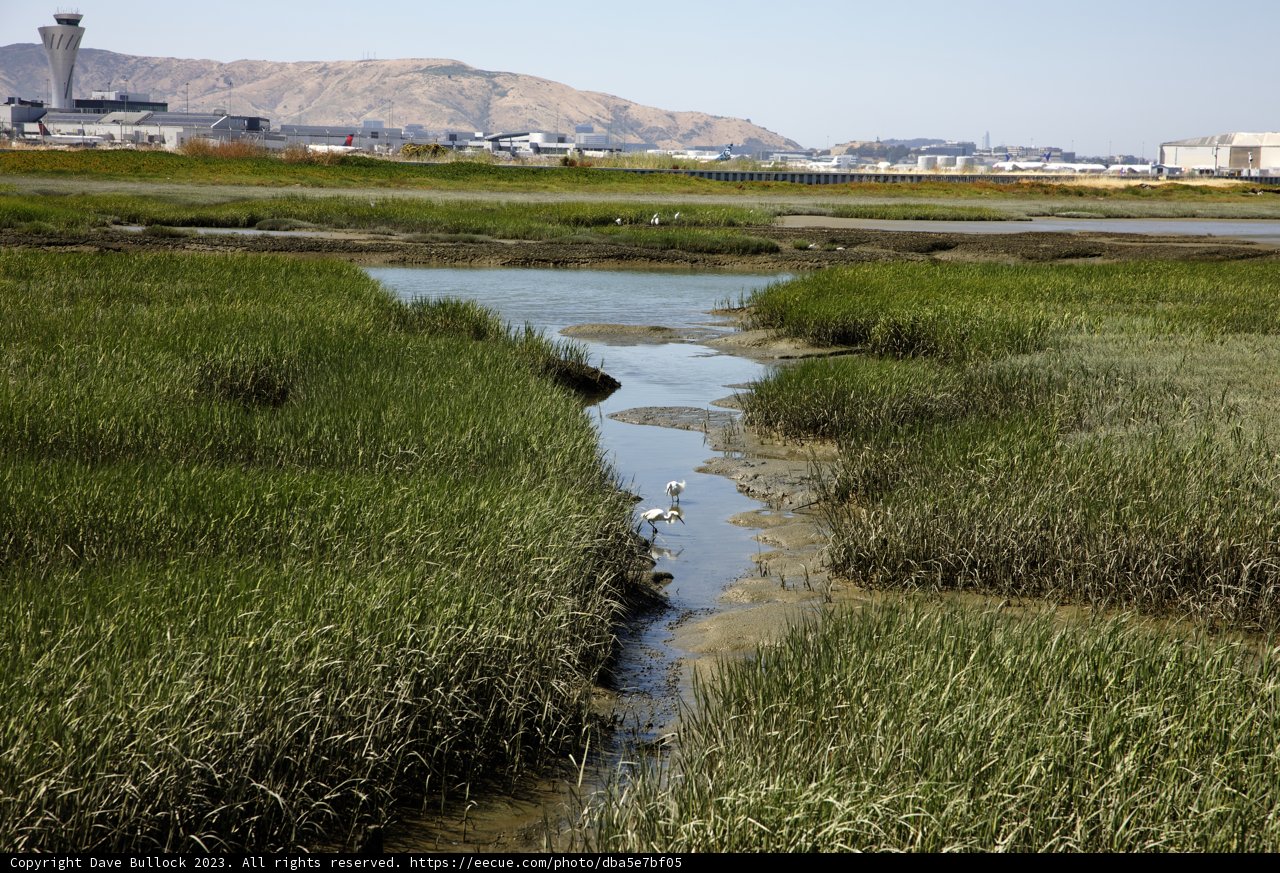 Serene Marshlands - A Bird's Haven