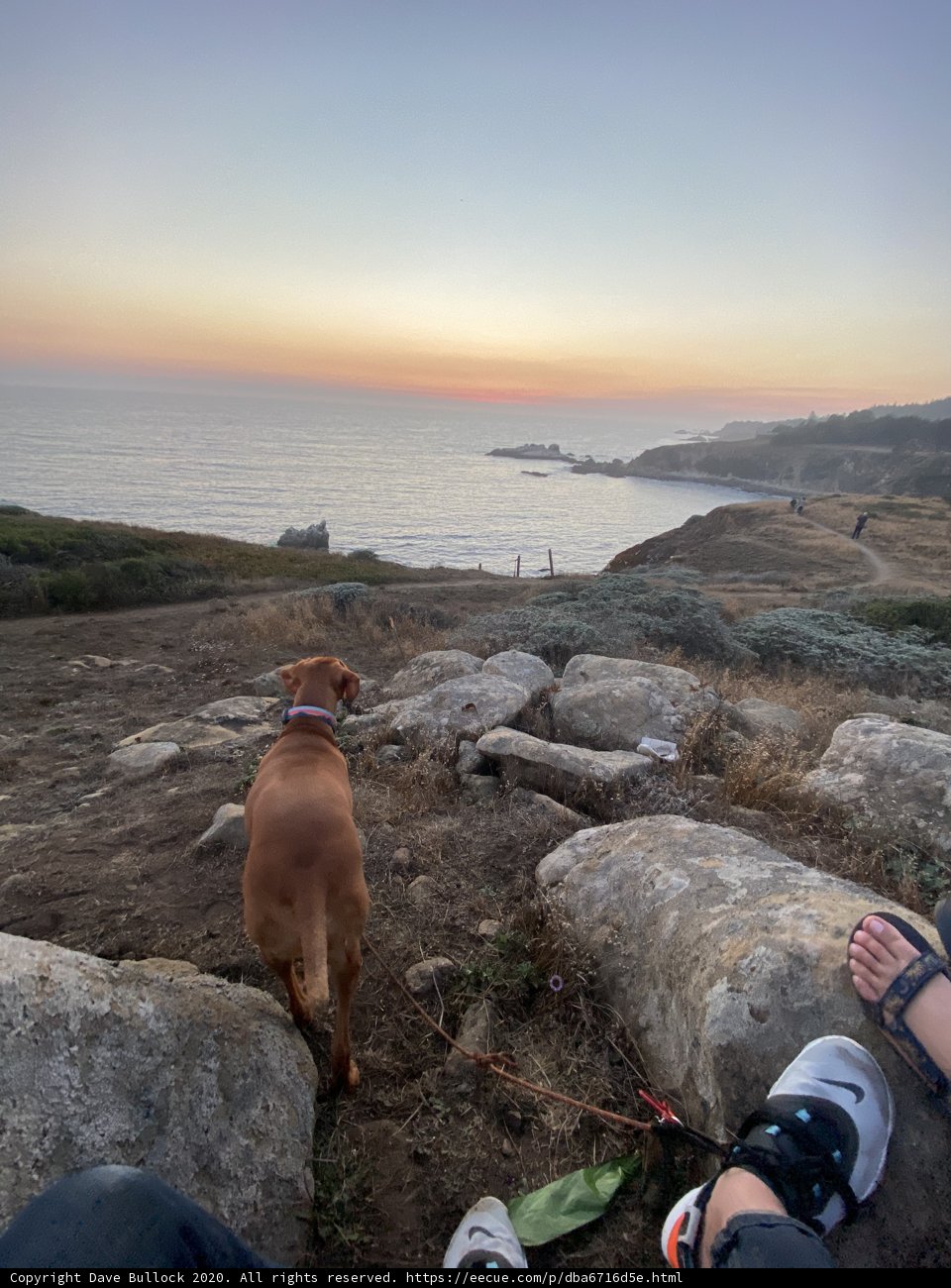 Man's Best Friend