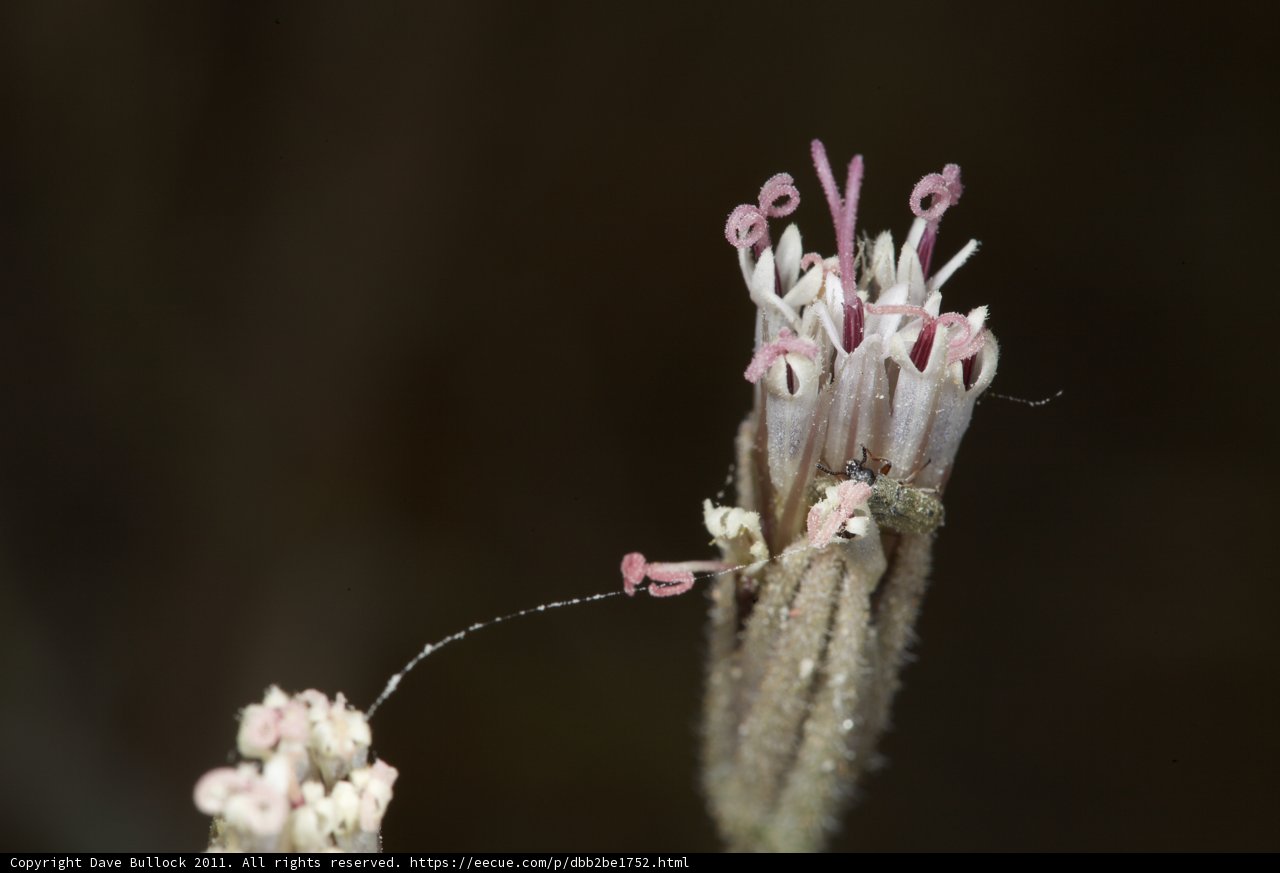 Pretty in Pink