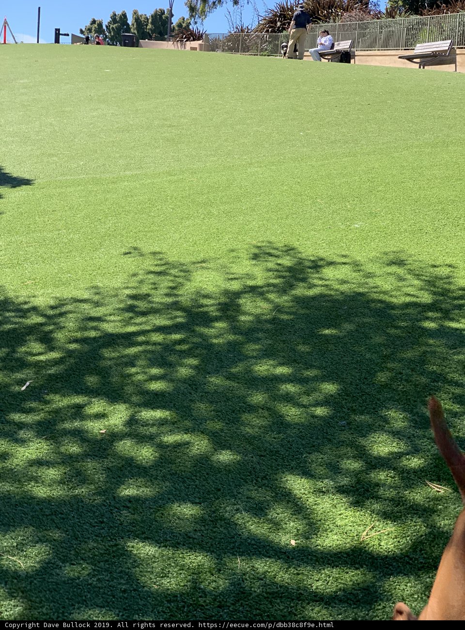 Frisbee Fun at Lafayette Park