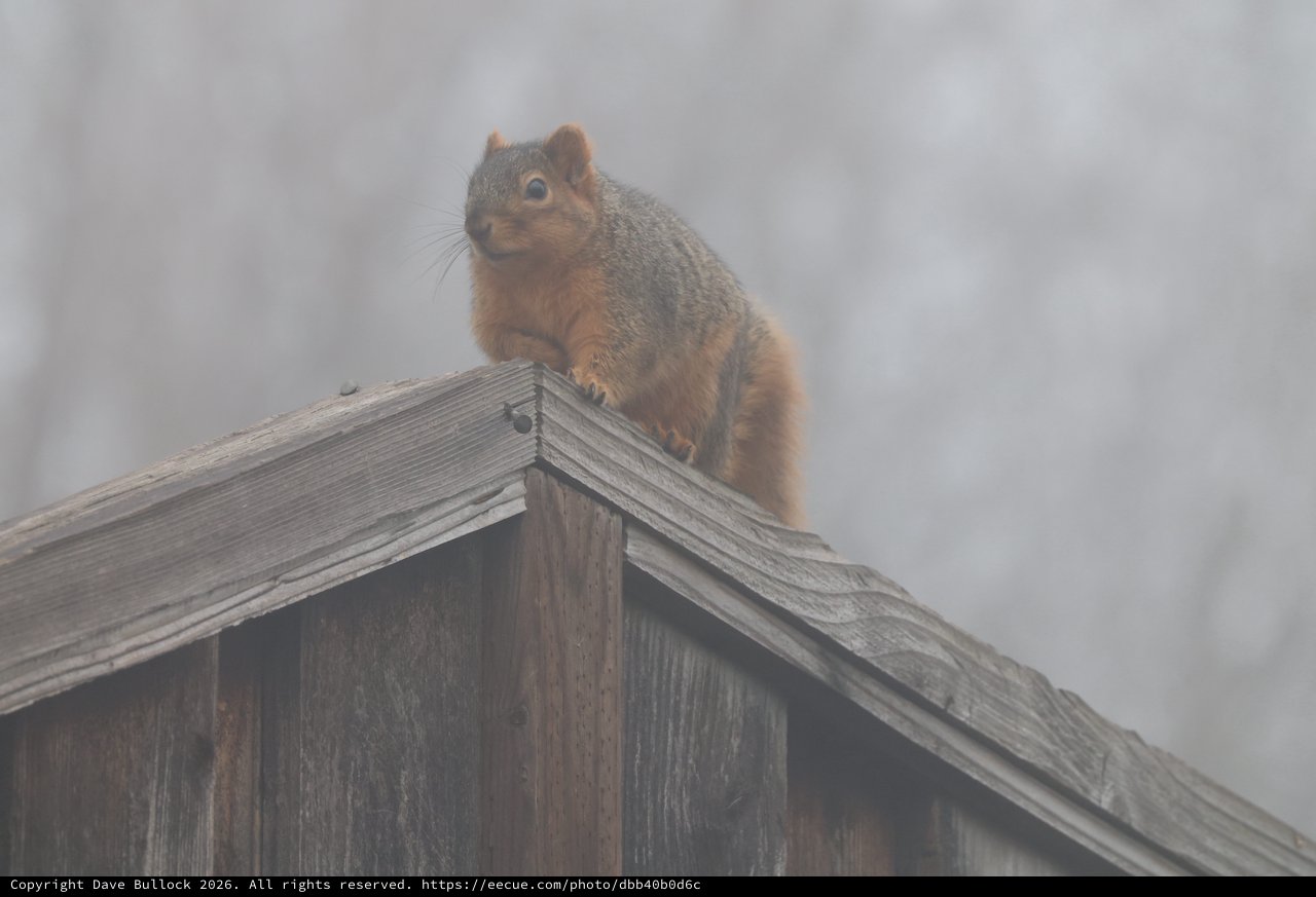 Alert Squirrel Perched on Wooden Fence in Fog