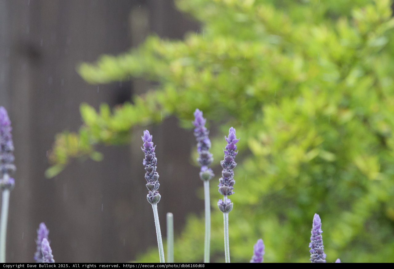 Whispers of Spring