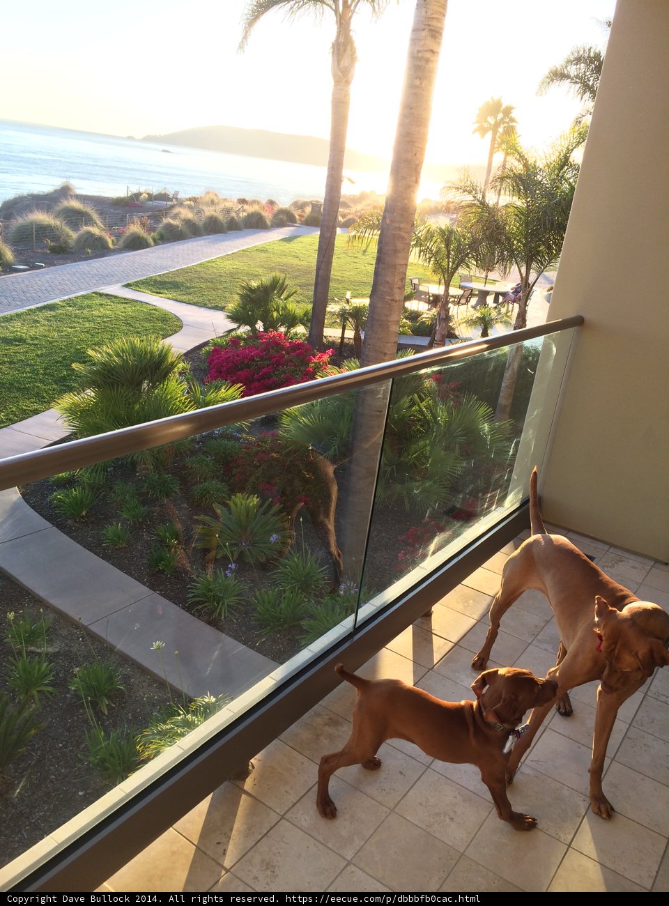 Summer Days with Canine Friends