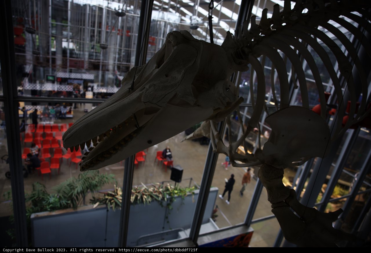 Majestic Dinosaur Skeleton on Display
