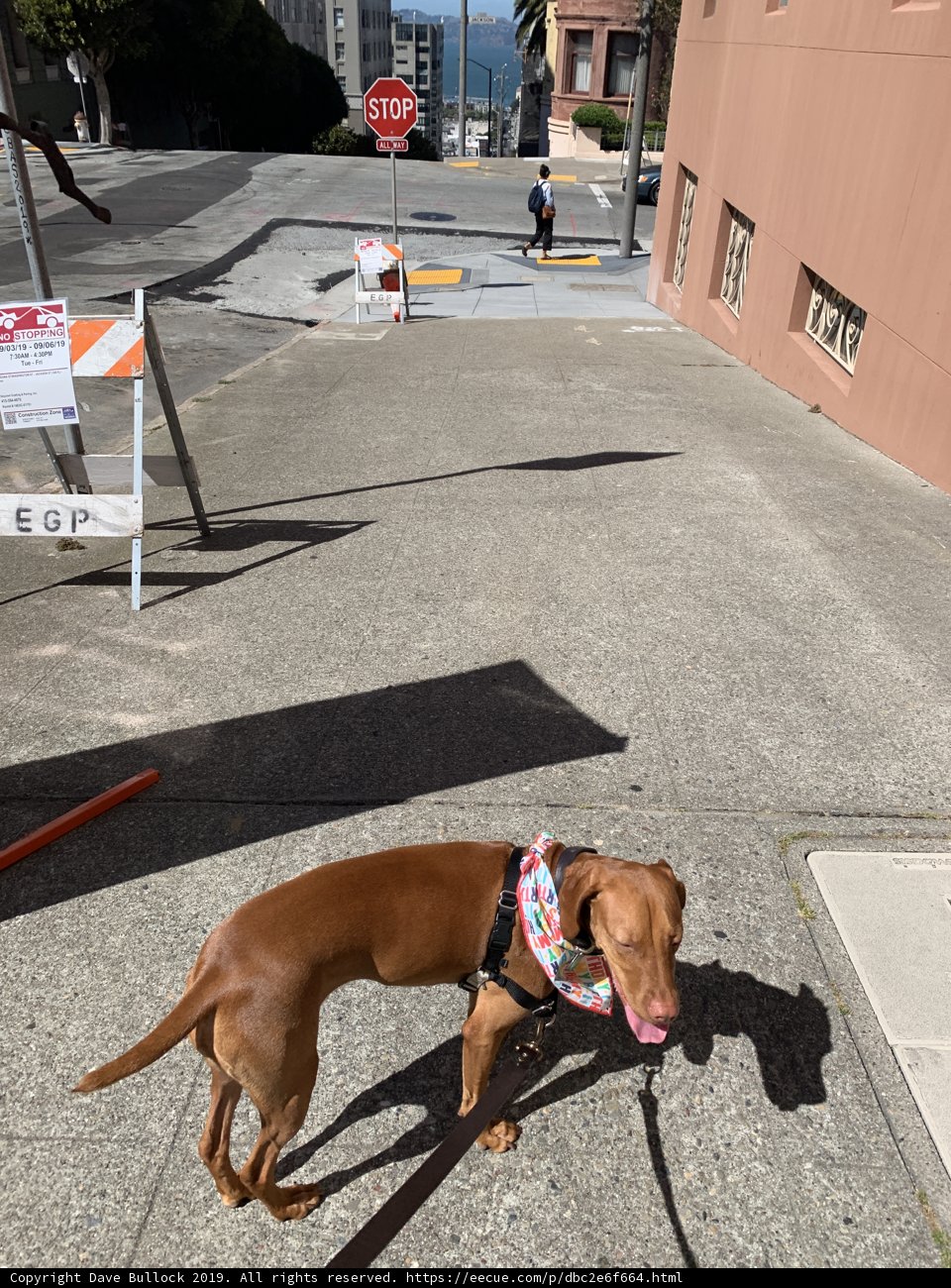 A Canine Adventure in the City