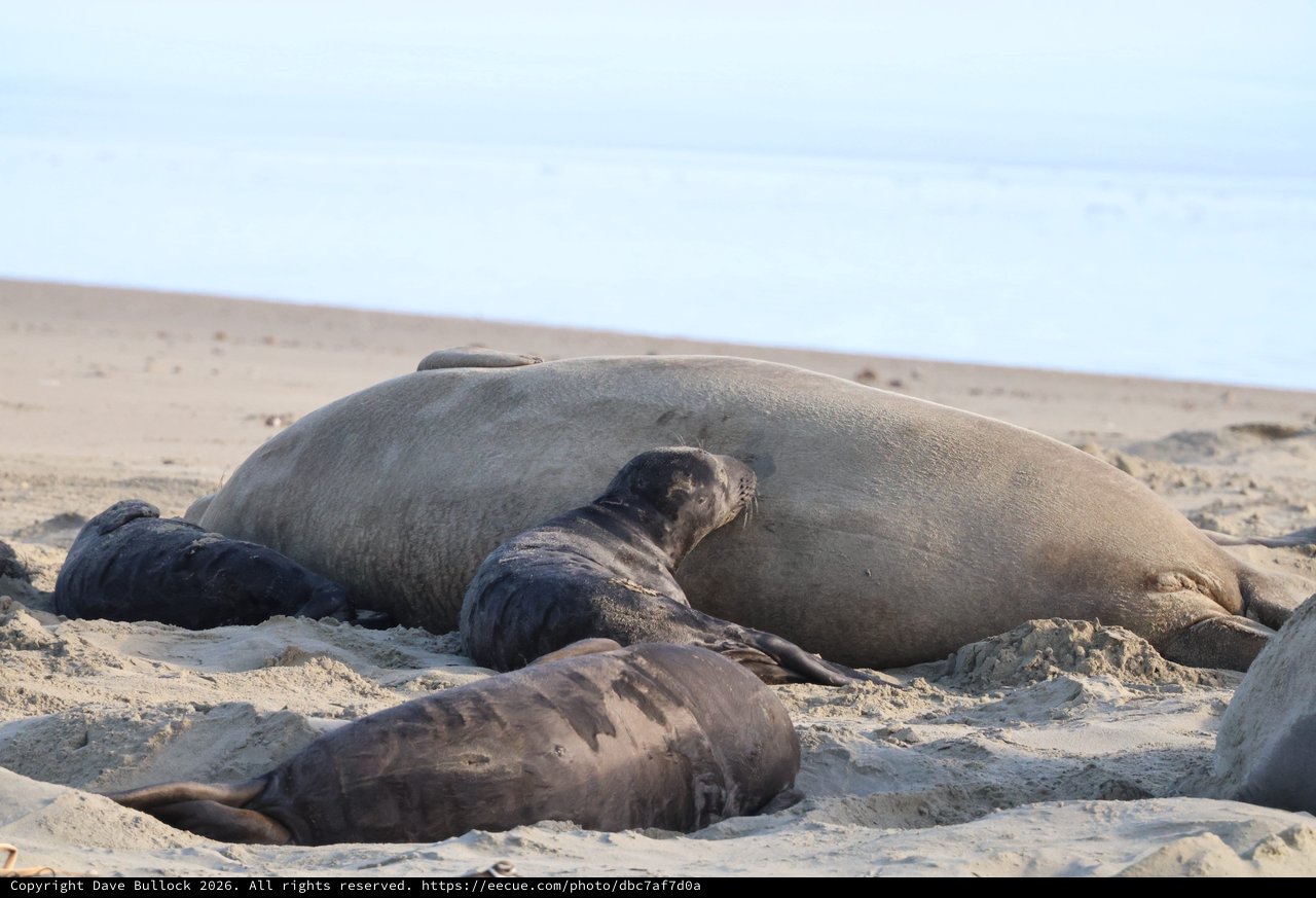 Elephant Seal Mother Nursing Pup on Beach