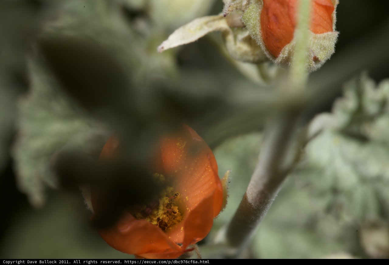 Bee Gathering Pollen on Geranium Flower