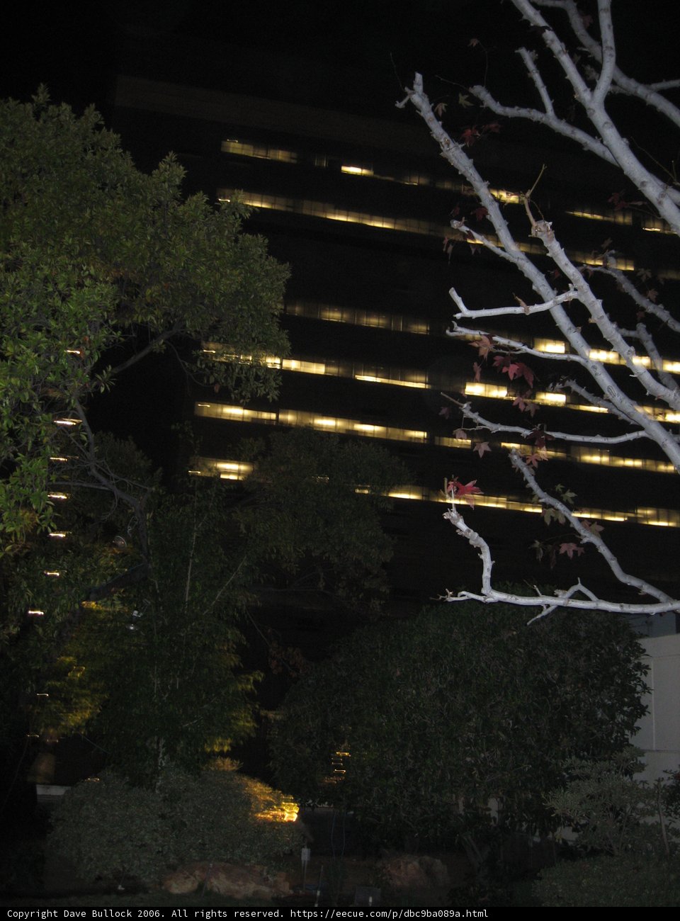 Bare tree under the starry night