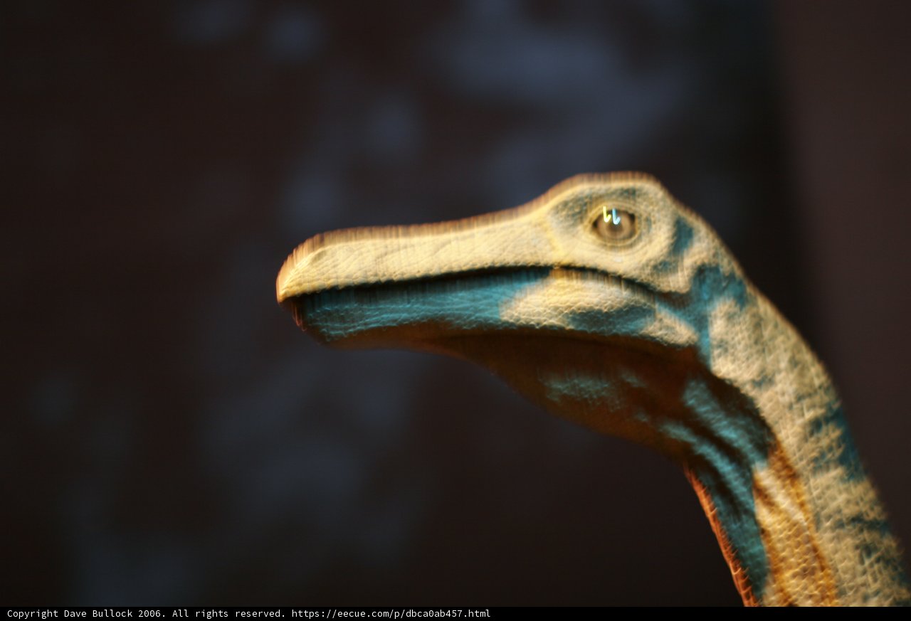 Fierce Lizard Head Close-Up