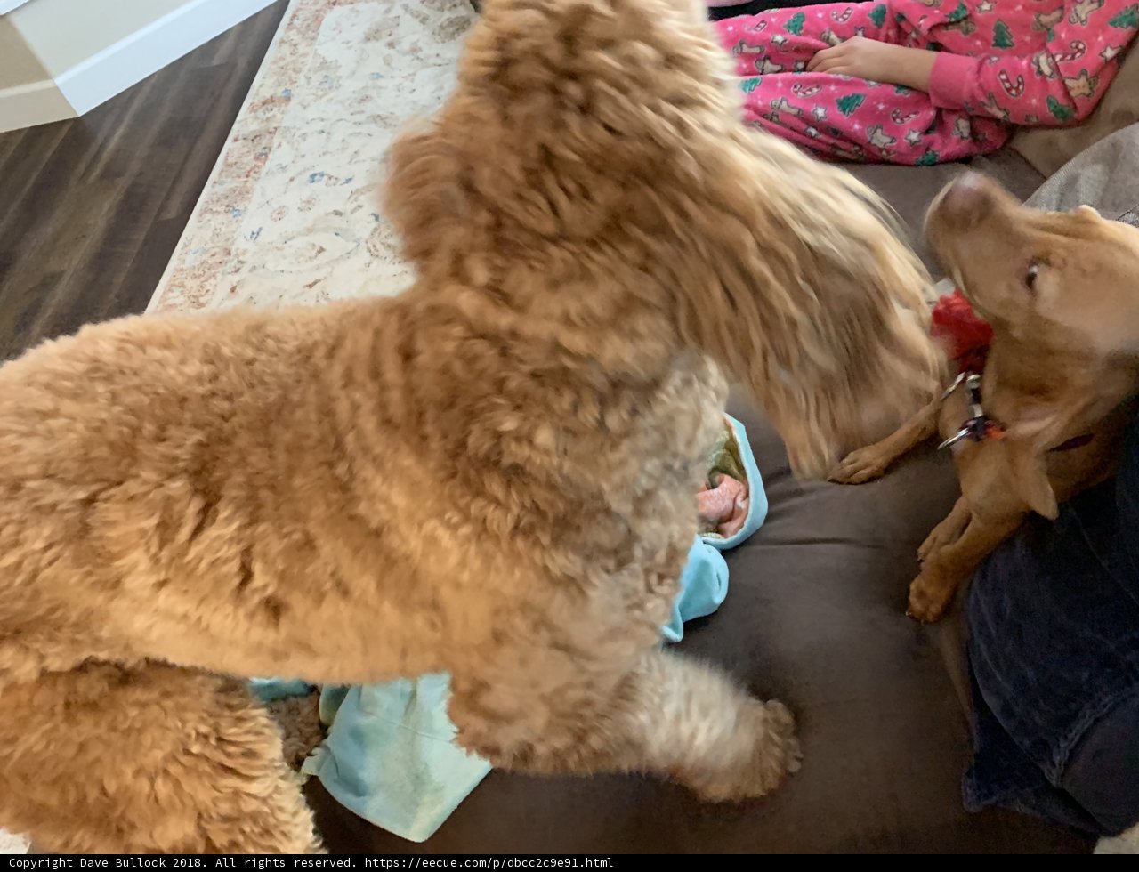 Furry Friends on the Couch