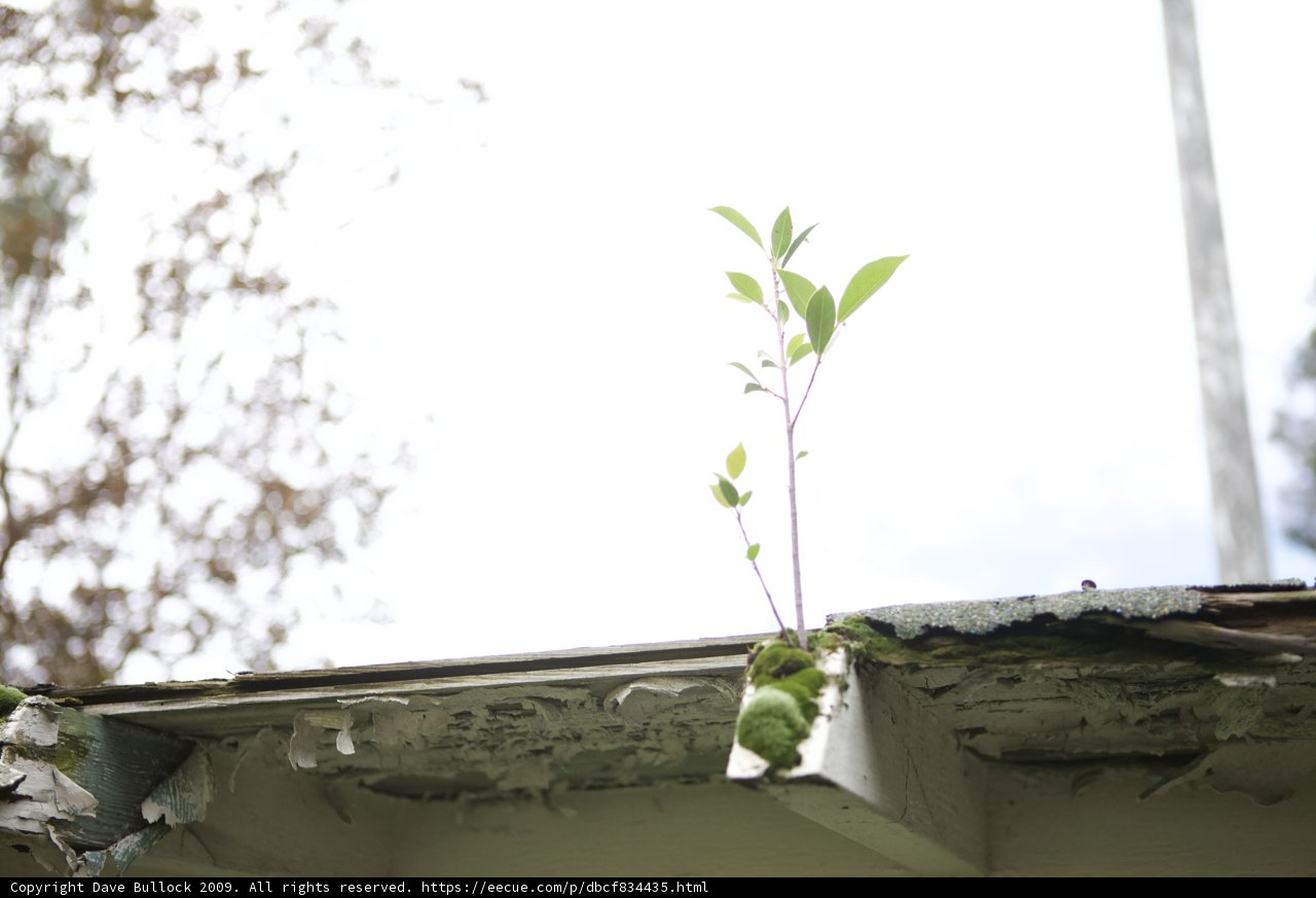 Rooftop Foliage