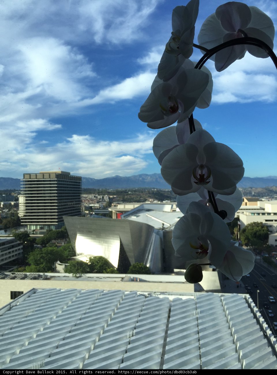 Orchids Against the Skyline