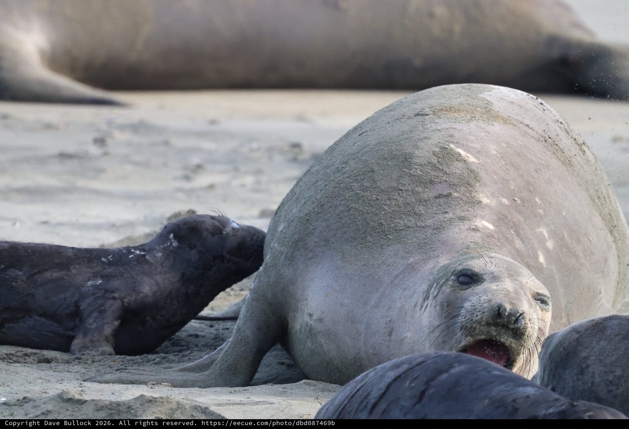 Northern Elephant Seal Mother with Newborn Pup at Beach