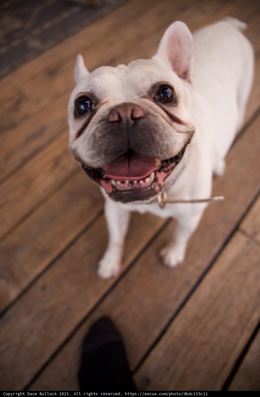 The Joyous Canine: LA Journey