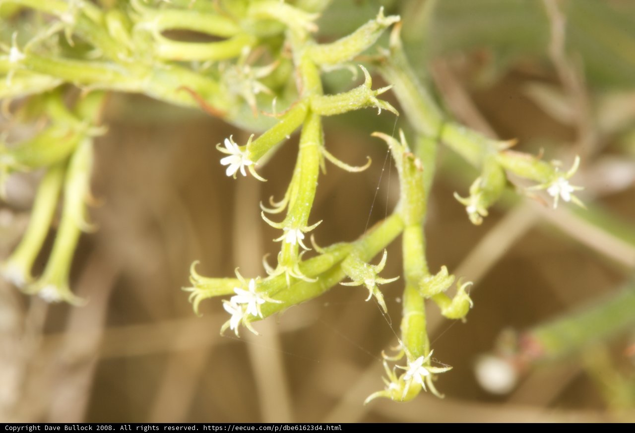 The Delicate Flowers of the Desert