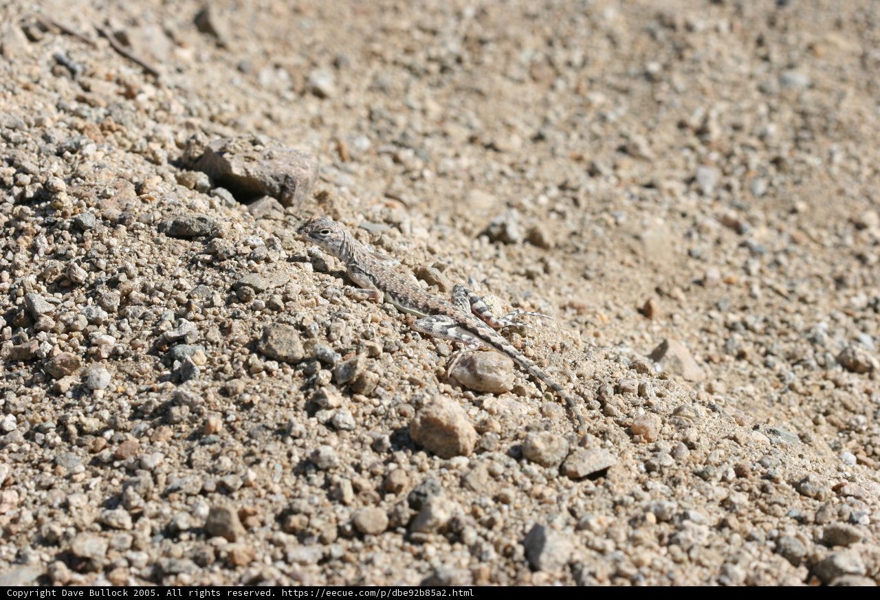 Ground Dweller