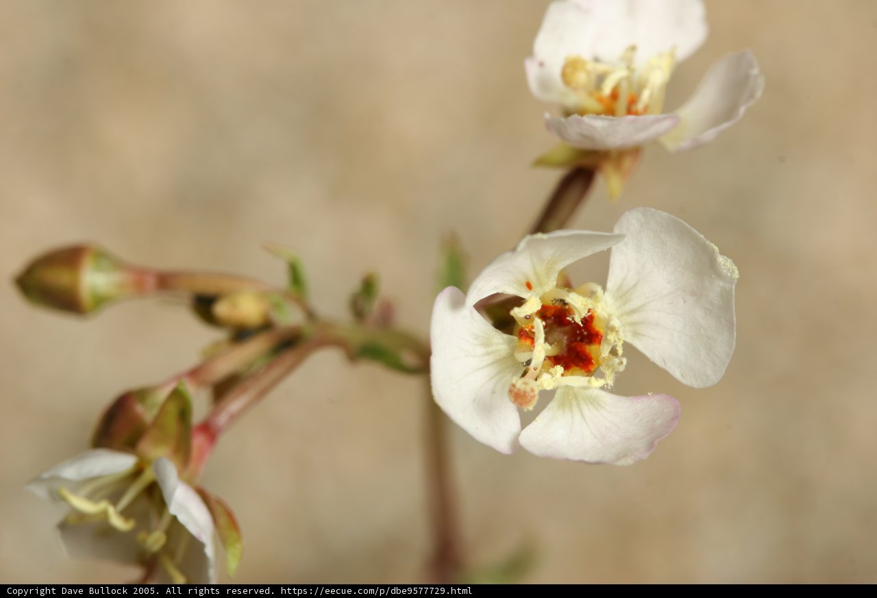 Delicate White Blossom with Red and Yellow Centers