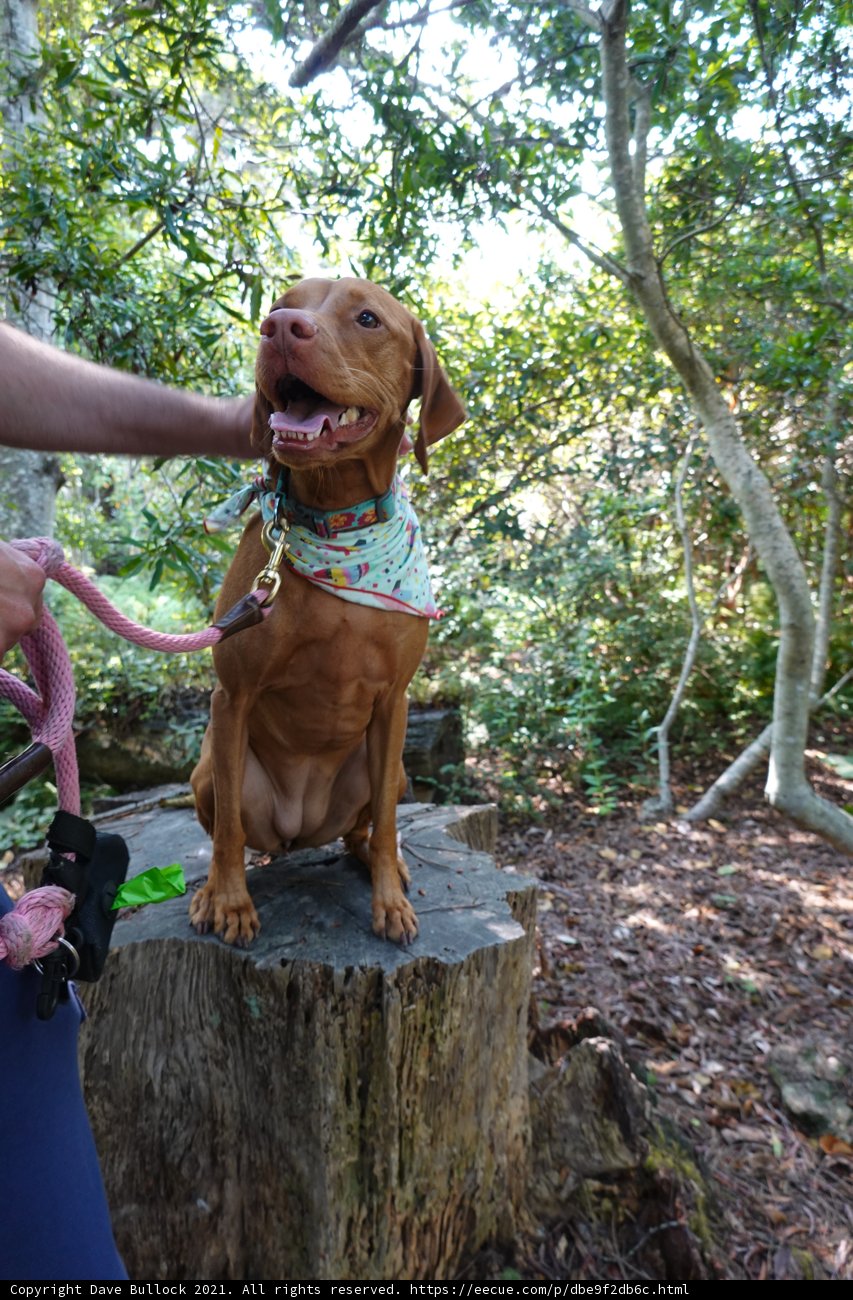 Canine Companion on a Stump