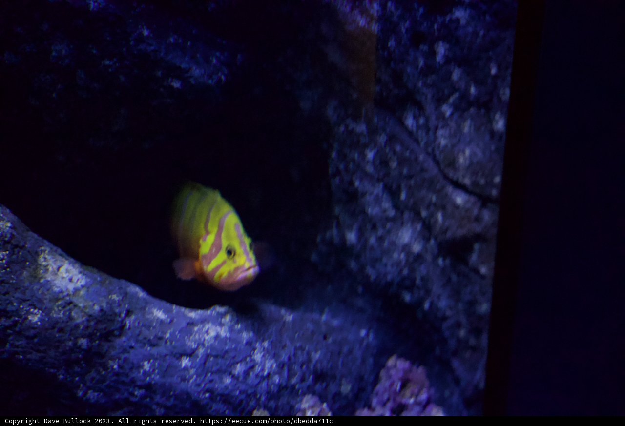 Golden Glimpse: Aquatic Adventure in Vanishing World