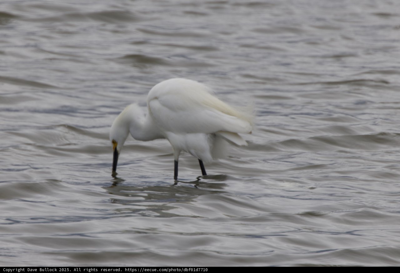 Graceful Hunter in the Bay