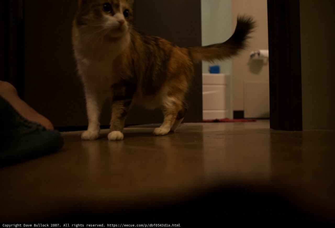 Nighttime Watcher