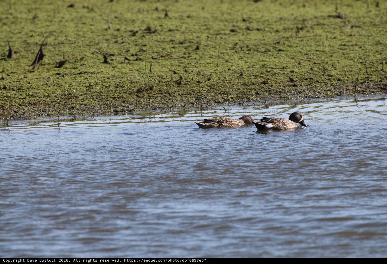 Northern Shoveler Pair Swimming in Wetland Shallows