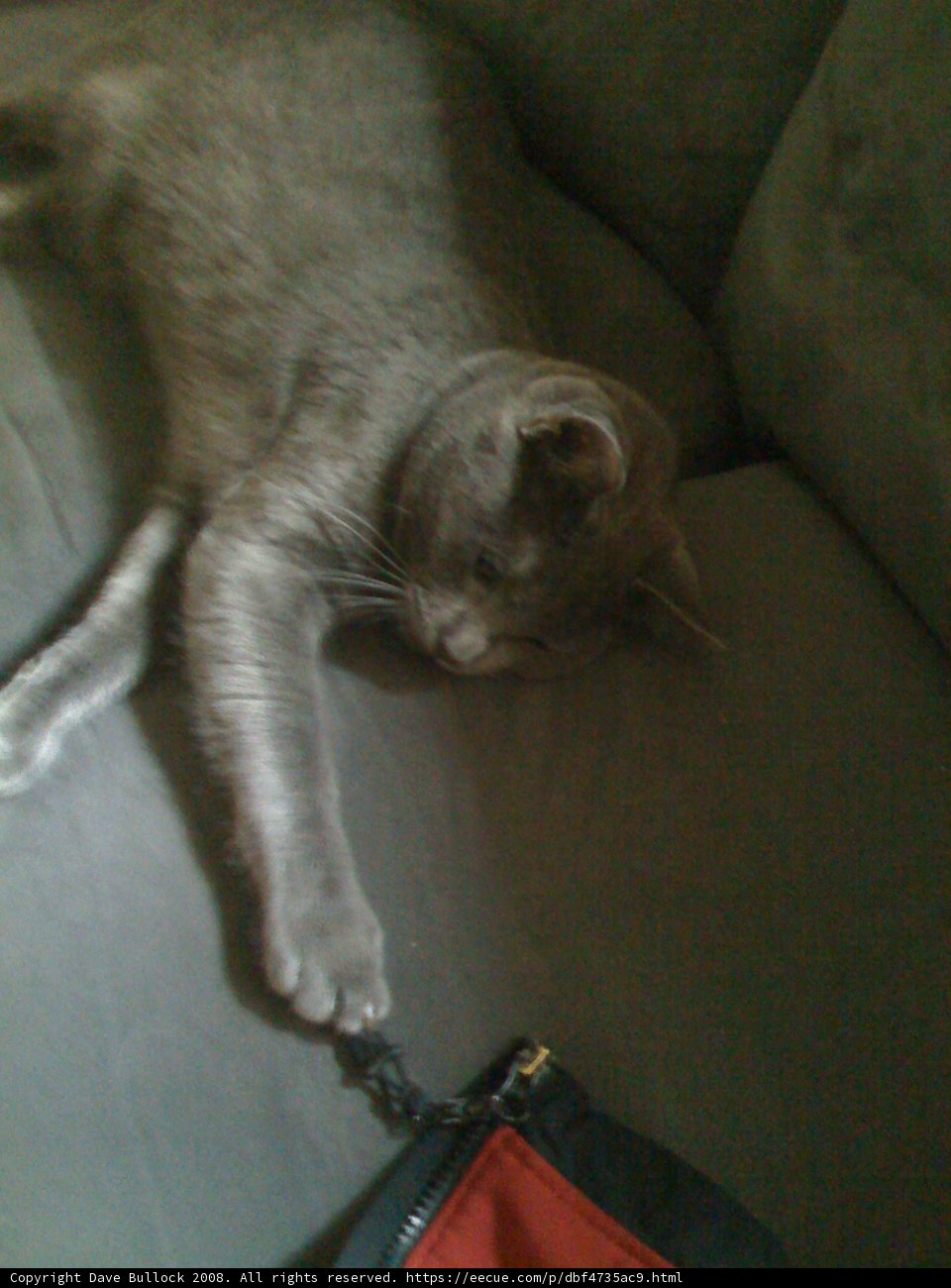 Lazy Cat on a Cozy Couch
