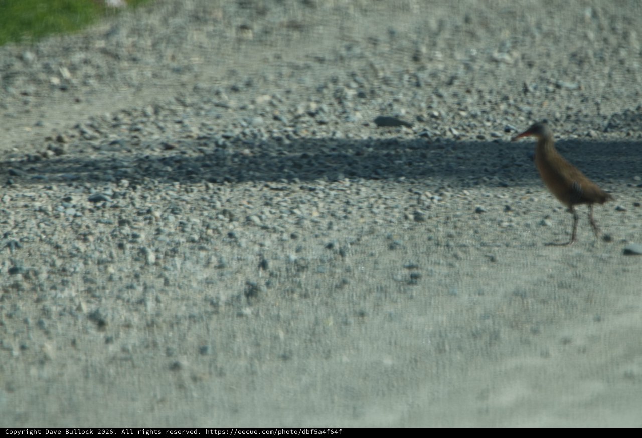 Shorebird Foraging on Gravel Path at Wetlands