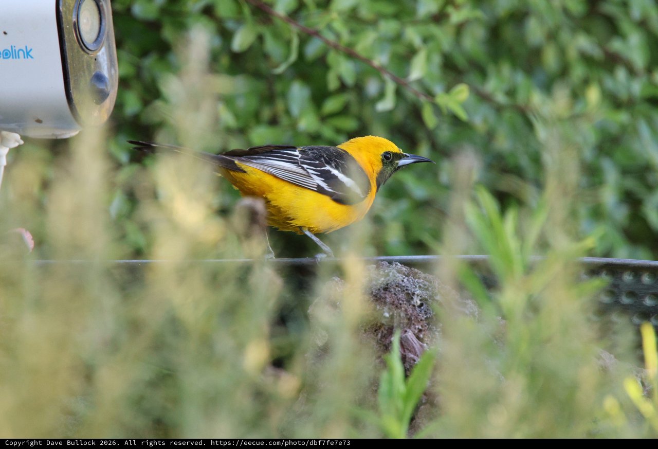Hooded Oriole at Bird Feeder in Garden Setting