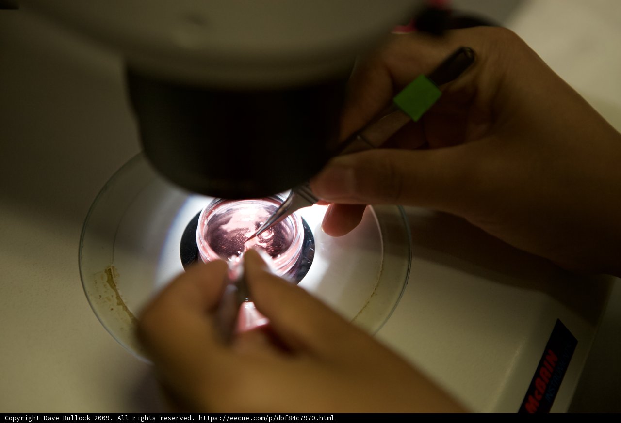 Microscope Observation