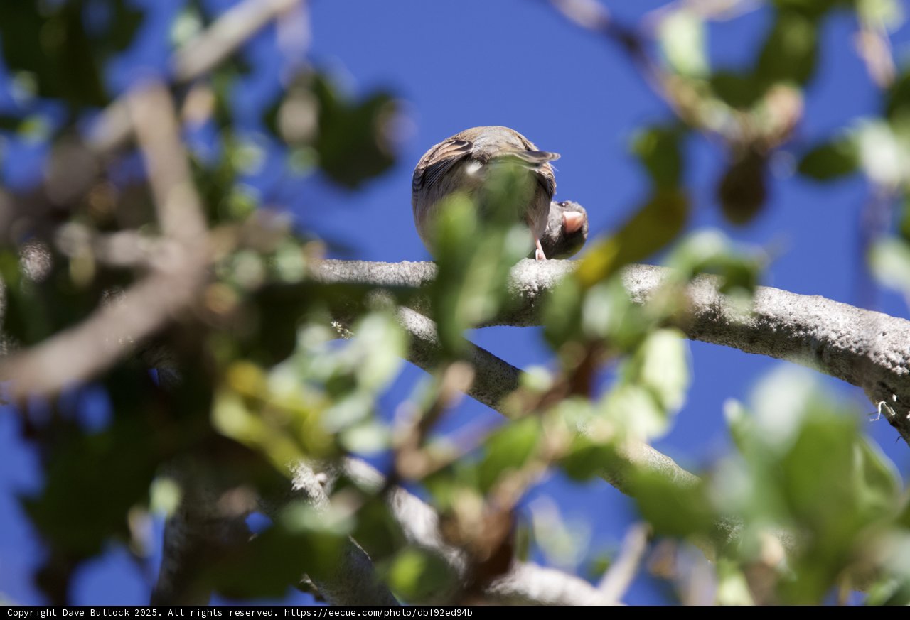 Perched Among the Branches