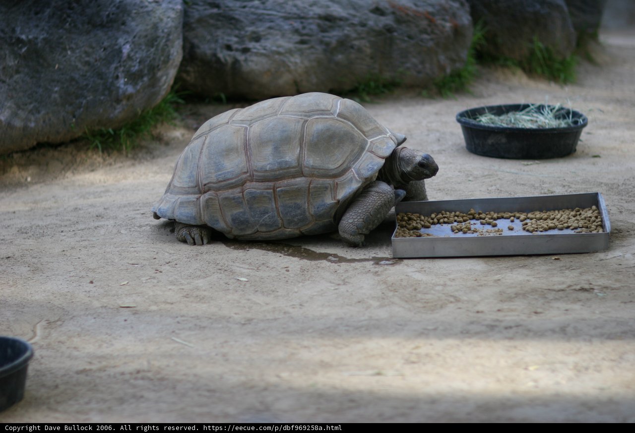 Hungry Turtle Enjoys a Meal on the Ground.