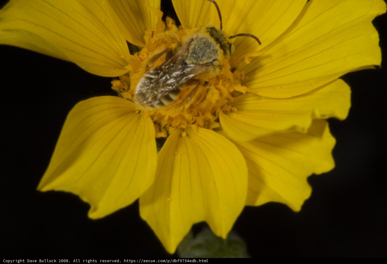 Bee on a Yellow Daisy