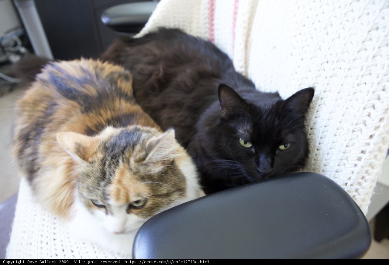 Feline Friends on a Cozy Couch