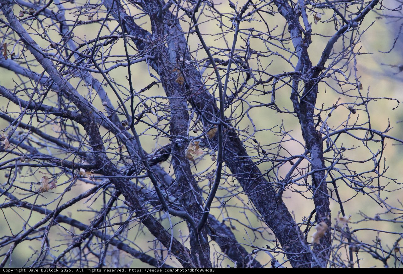Bare Winter Branches in Cold Twilight