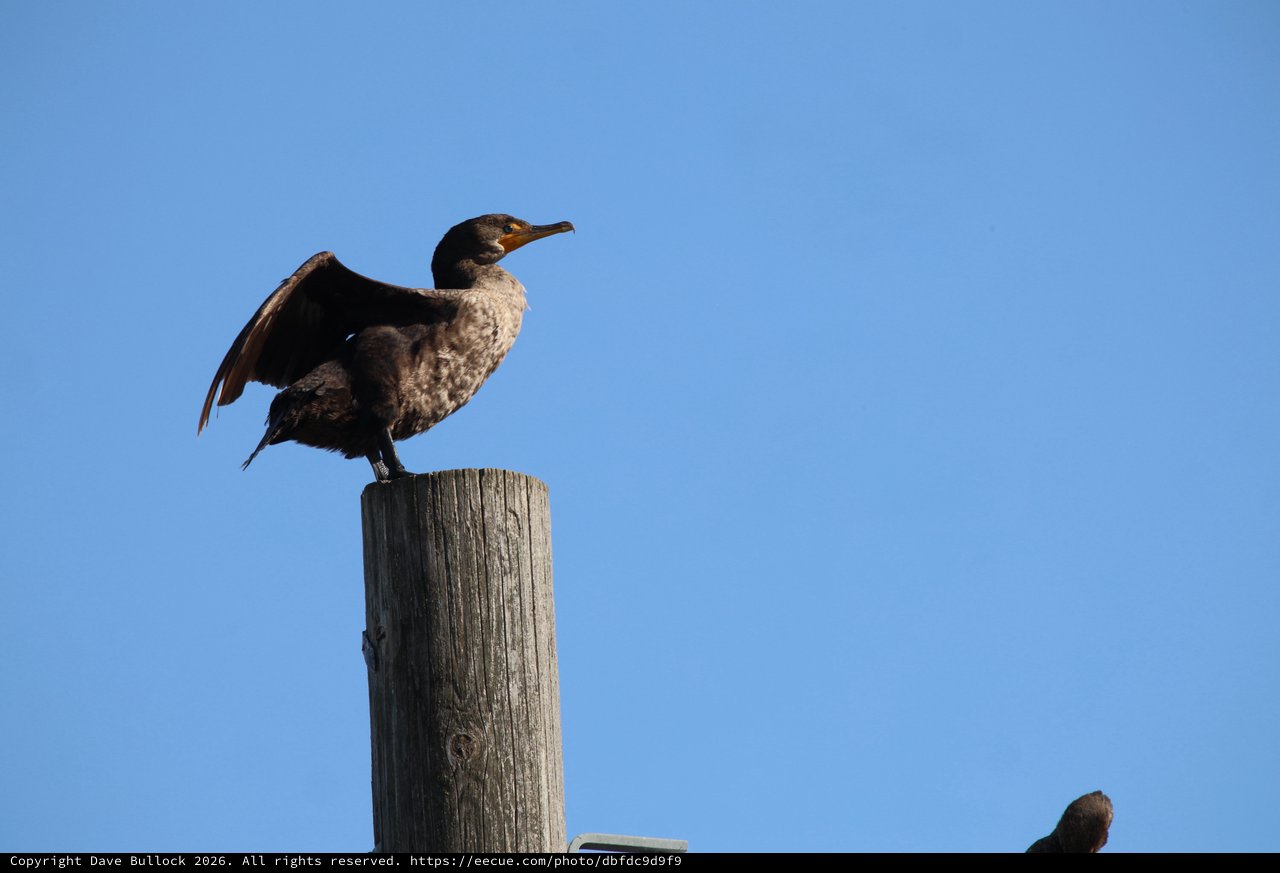 Cormorant Drying Wings on Weathered Wooden Post