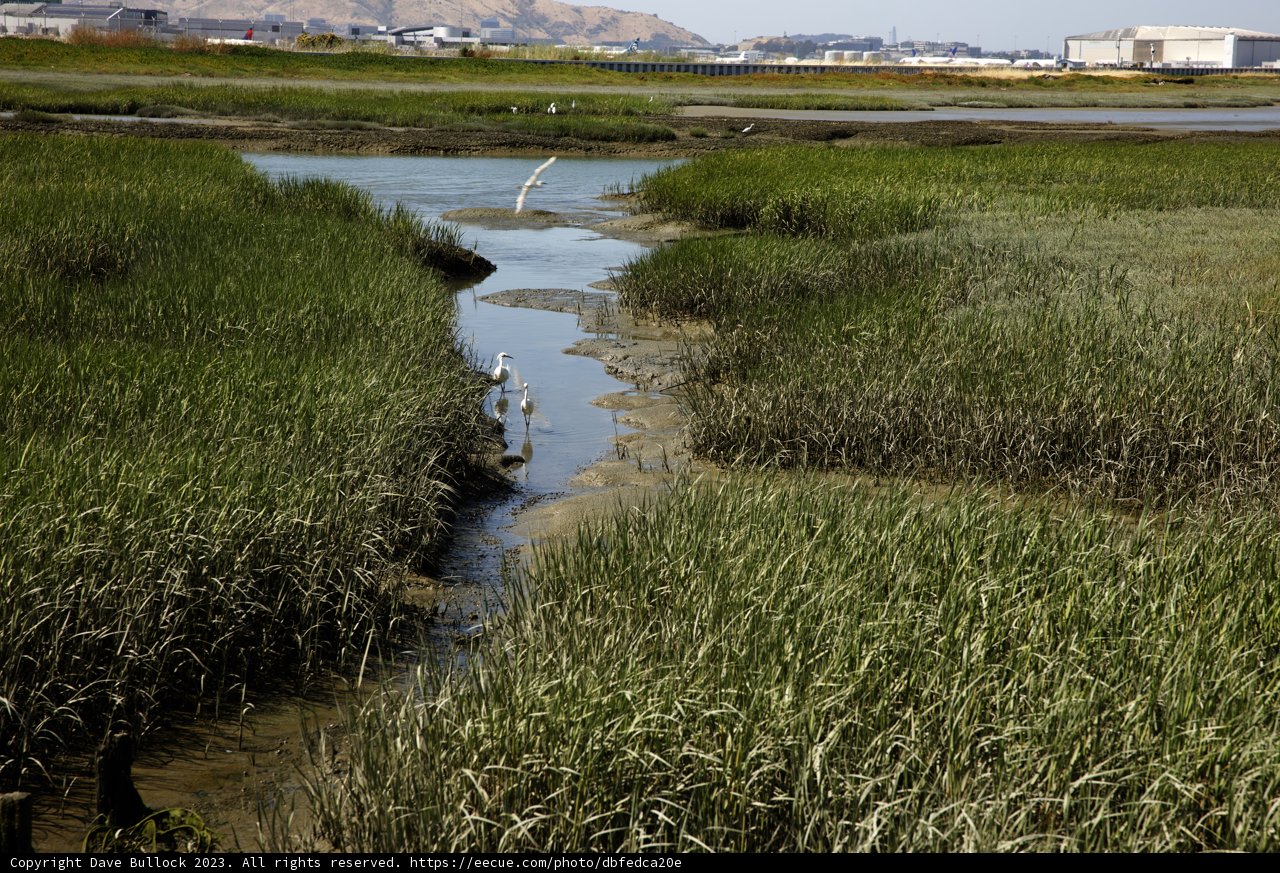 Enchanting Flight Over the Marsh