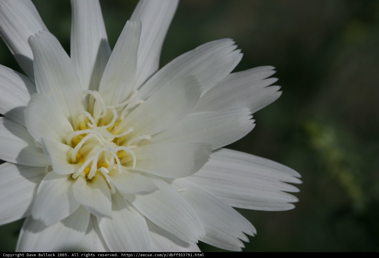 Delicate Daisy