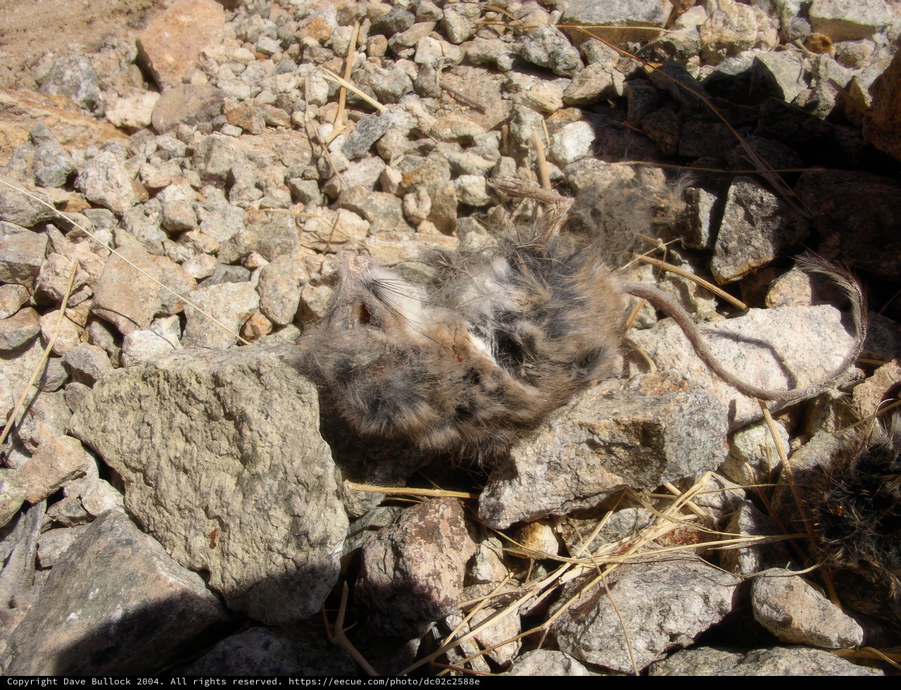 The Final Resting Place of a Small Creature