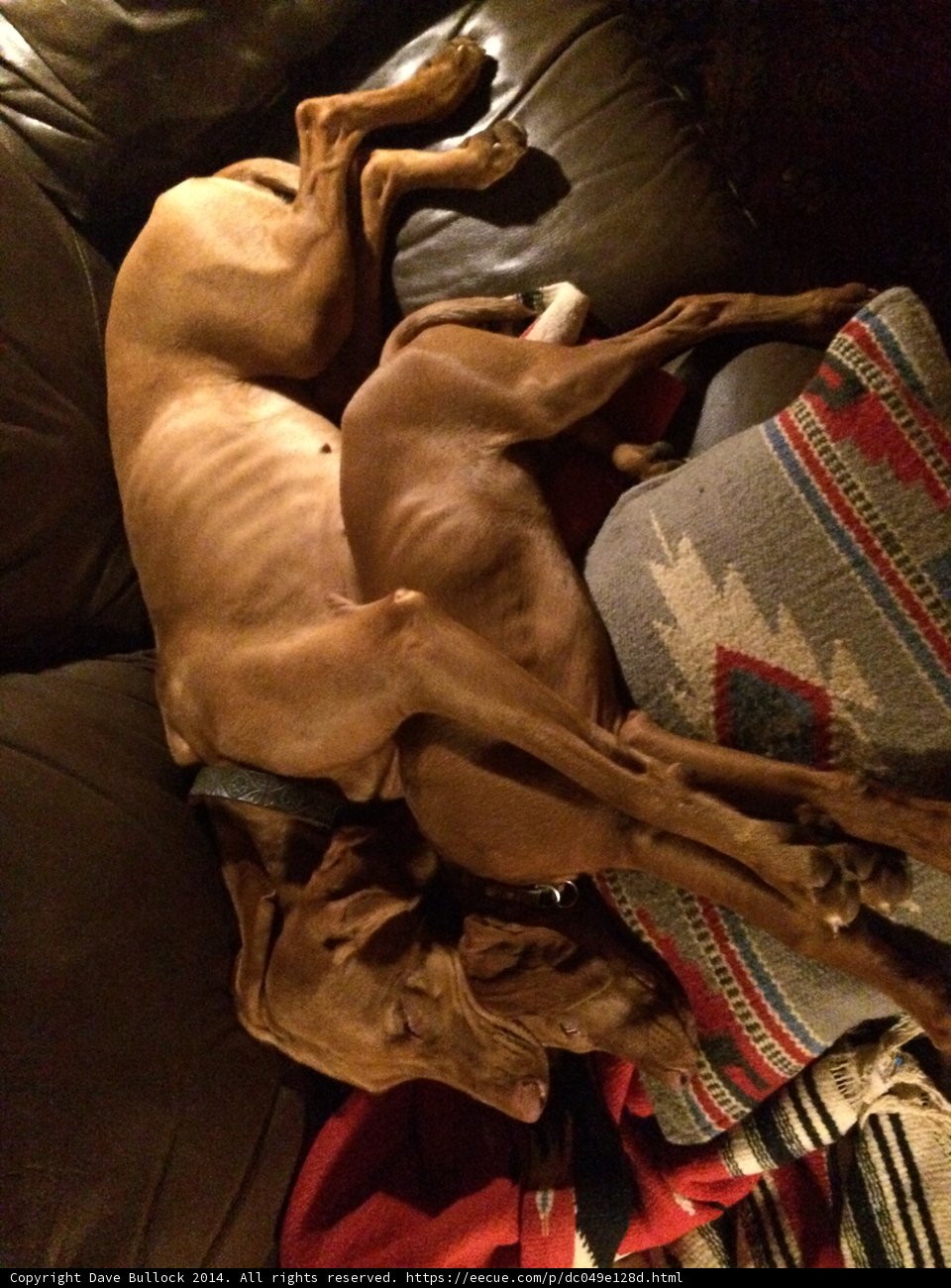 A Pup-Pile Masterpiece