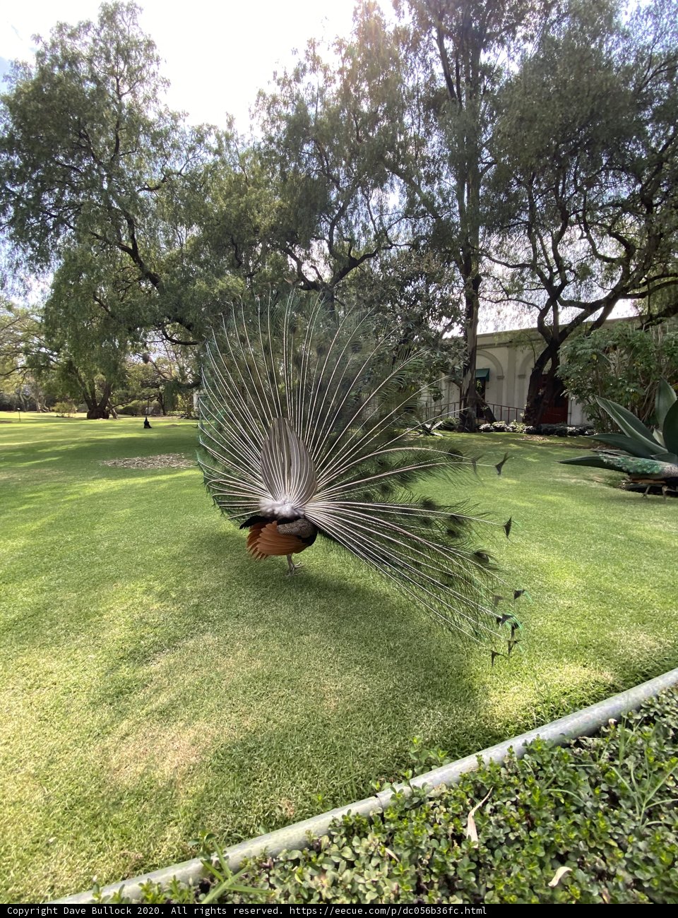 Majestic Peacock in the Heart of Xochimilco