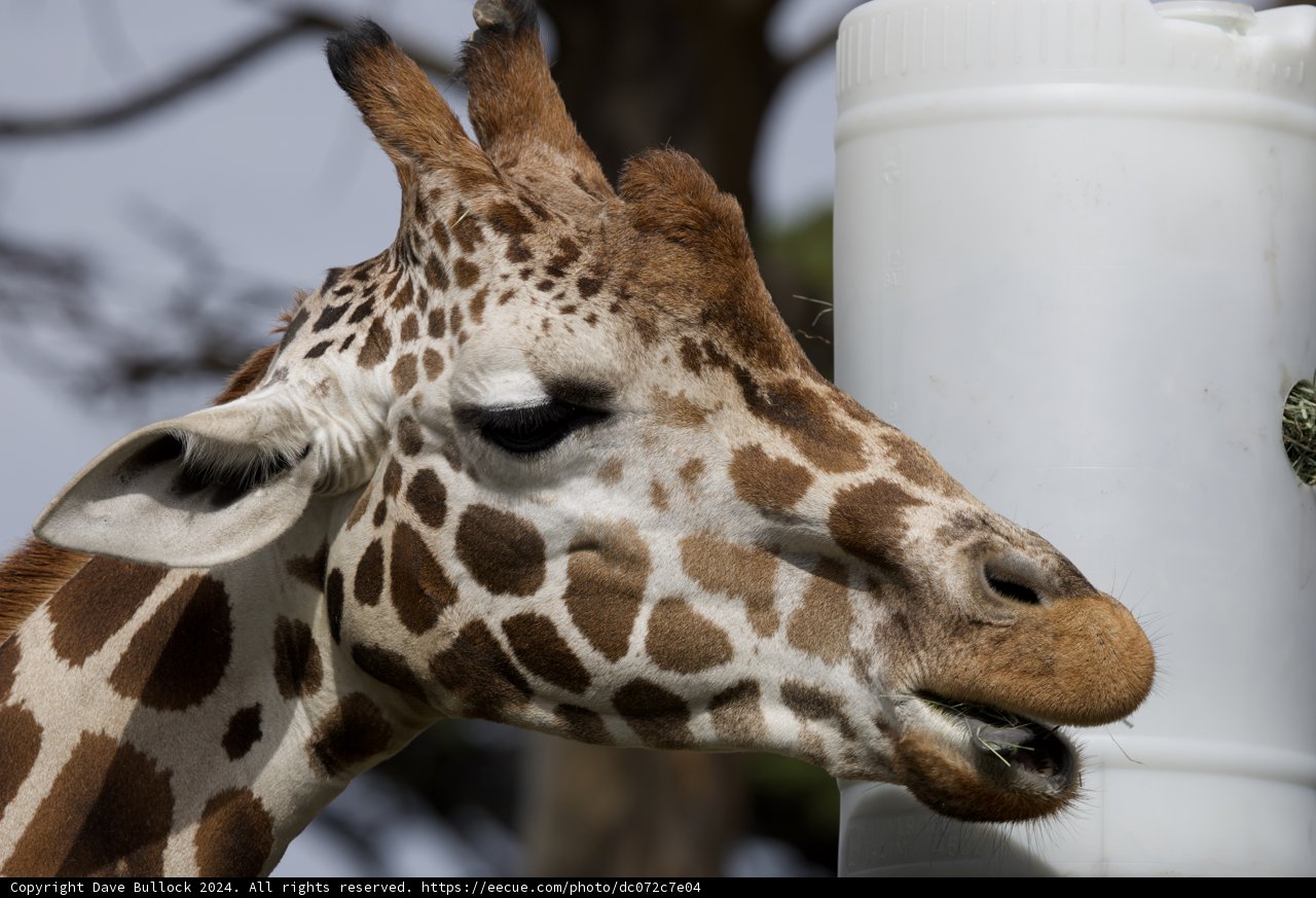Lunch Time at SF Zoo, 2024