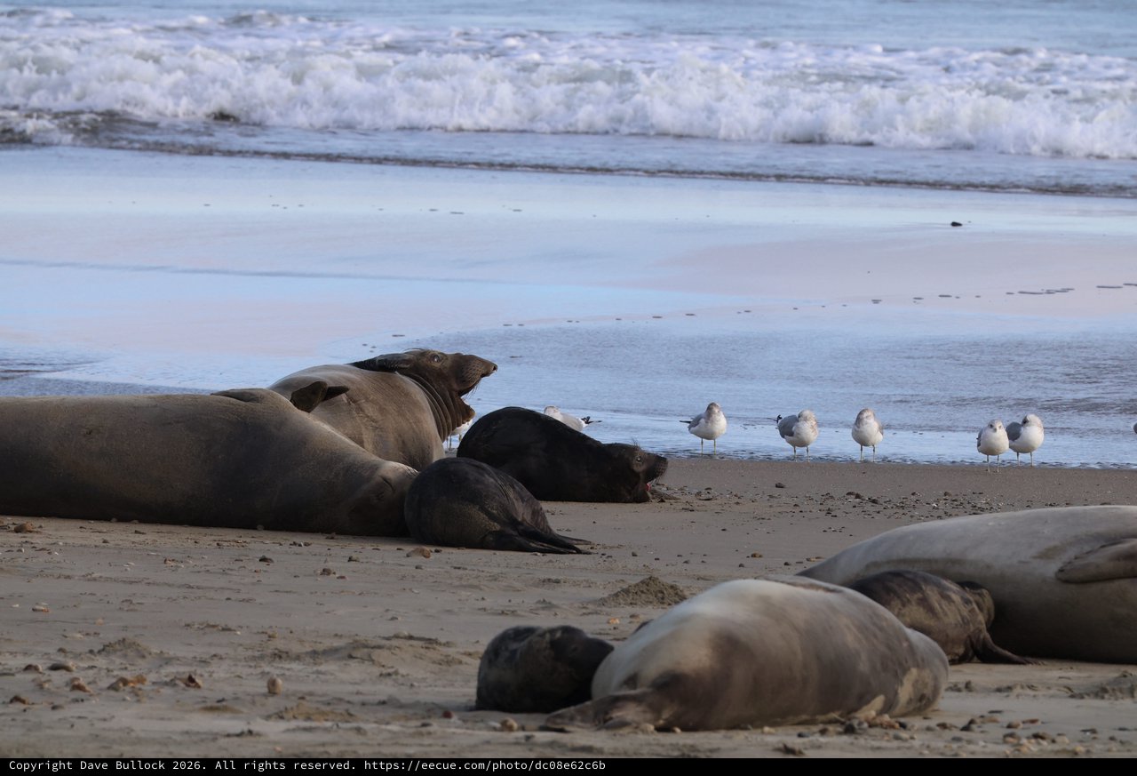 Elephant Seals Resting on Beach with Seagulls