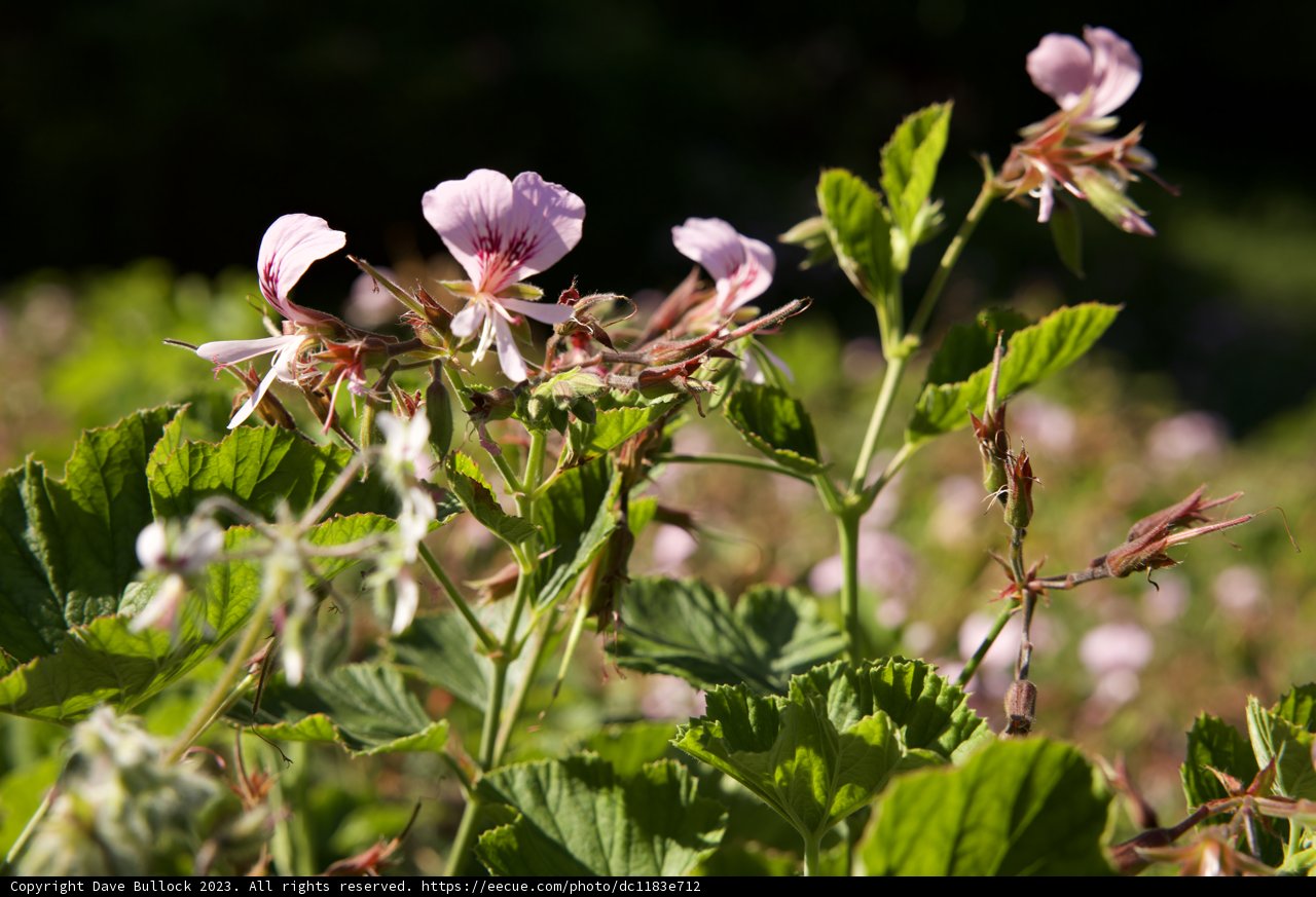 An Afternoon Amidst the Geraniums