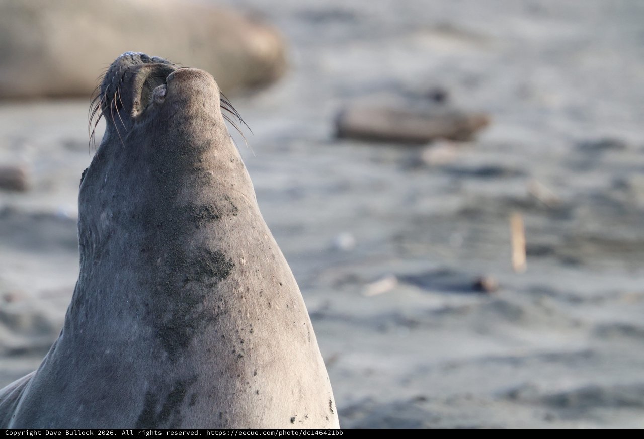 Elephant Seal Pup Looking Skyward at Drakes Beach